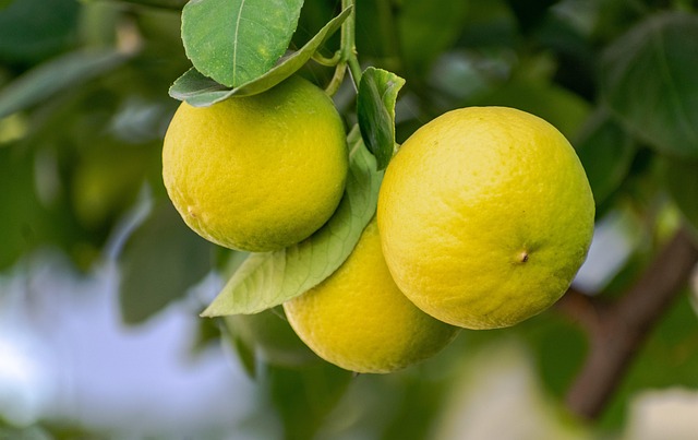 Bergamot: Den oversete citrusfrugt med stor smag